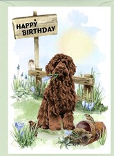 Labradoodle doodle dog - labradoodle,