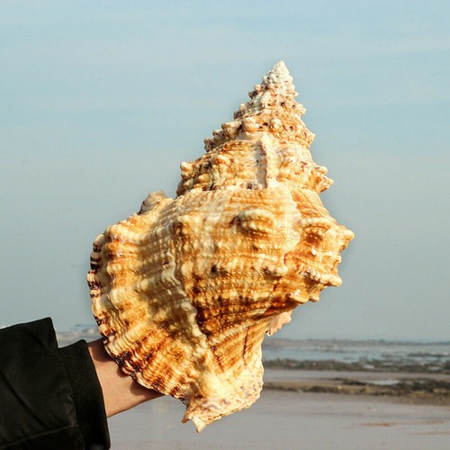 Natural conch shell fish - natural,