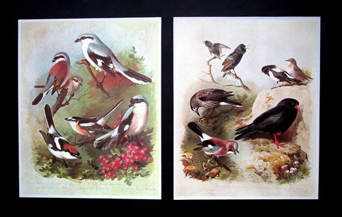Archibald thorburn two - two, 7.8"x