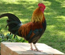 6 X Brown/cream Chicken  Eggs