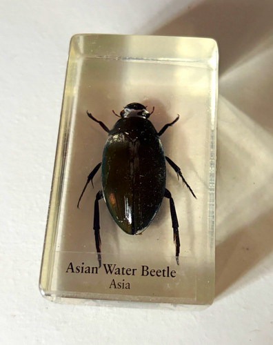 Asian water beetle - beetle,