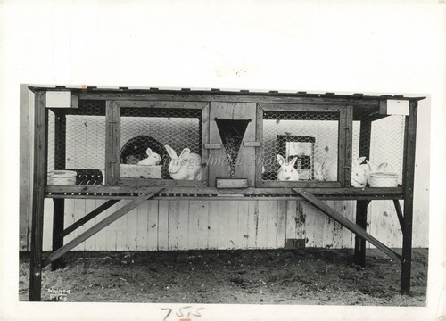 1943 walter backyard hutches - backyard,