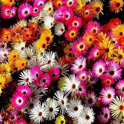 Daisy ice plant livingstone - daisy,