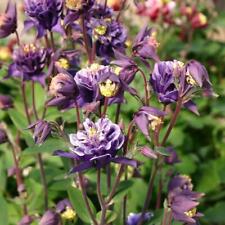Aquilegia Winky Blue & White, Hardy Perennial, Sow Feb-Oct, Stunning, 10 Seeds