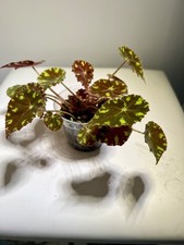 Begonia Tiger Paws Rare House Plant / Young Plant 7cm Pot Indoor House Plant