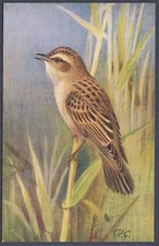 Sedge Warbler by Roland Green - R.S. Art Press bird postcard