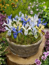 10x Iris Reticulata MIXED Bulbs Spring Flowering Garden Dwarf Hardy Perennial 
