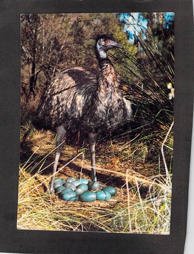 B6784 australia birds emu and - australia,