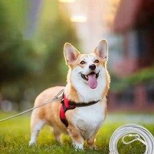 Double-headed Pet Leash