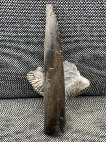 Fossil belemnite jurassic - belemnite, (jurassic