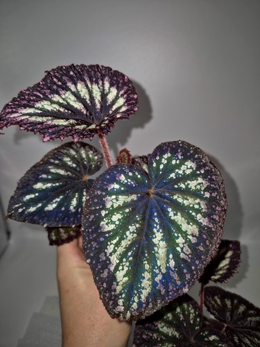 Baby begonia rex fireworks - begonia,