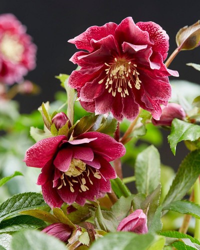 Helleborus double ellen - double,