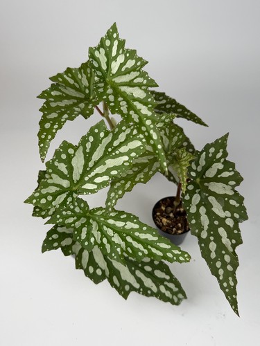 Begonia sherwood forest - begonia,