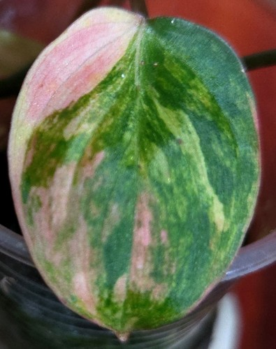 Rare philodendron variegated - rare,