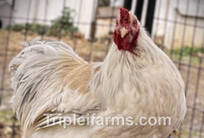 12+ GENTLE GIANTS~ LEMON