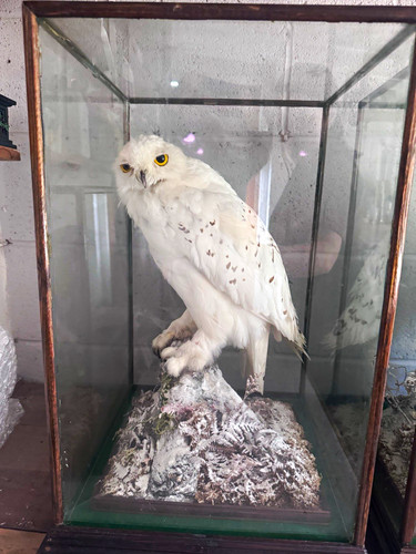 Snowy owl bird taxidermy full - snowy,