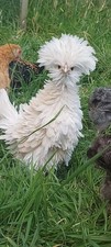 6 Poland Polish Bantam
