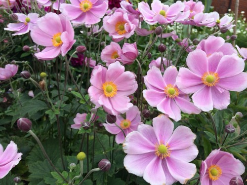 Japanese anemone september - x,