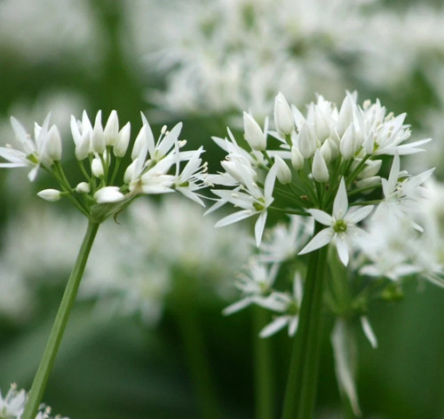 Wild garlic bulbs for - bulbs,