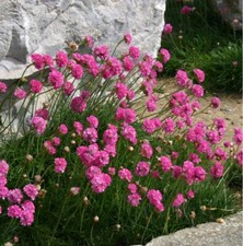 Armeria Plug Plants Garden