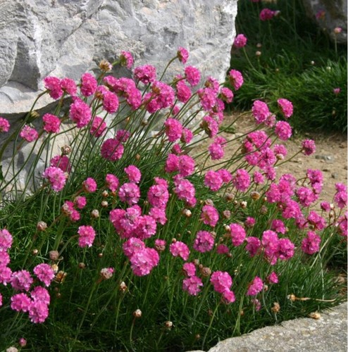 Armeria plug plants garden - armeria,