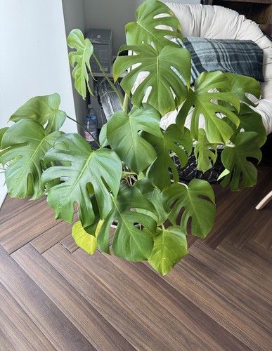 Swiss cheese plant monstera - cheese,
