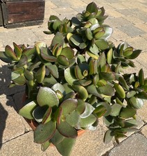 Crassula Ovata  Money Penny