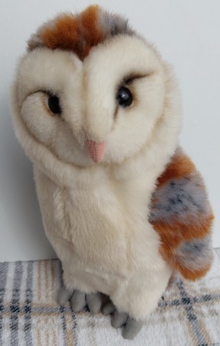Living nature barn owl - barn,