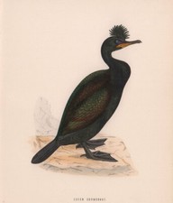 Green Cormorant. Morris's British Birds. Antique colour print 1870 old