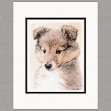 Shetland Sheepdog Puppy