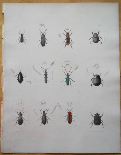 Beetles insects 1854 - beetles,