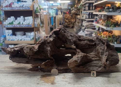Large mangrove 68cm root - mangrove,