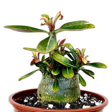Adenium obesum "Desert Rose" +