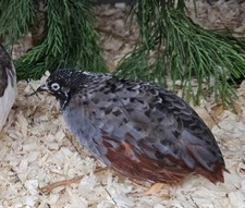 12 Cpq Quail Eggs Button Quail