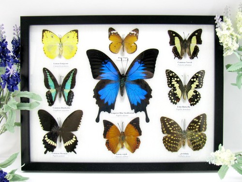 Beautiful butterflies xl - beautiful,