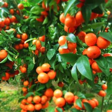 60x Orange Tangerine  Tree