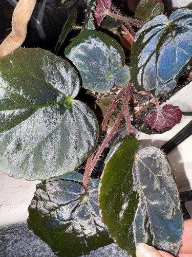 Begonia metacroa rare - metacroa, highly