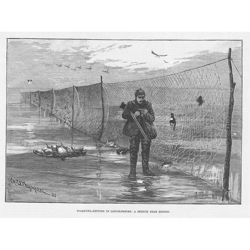 Wildfowl netting - netting, in