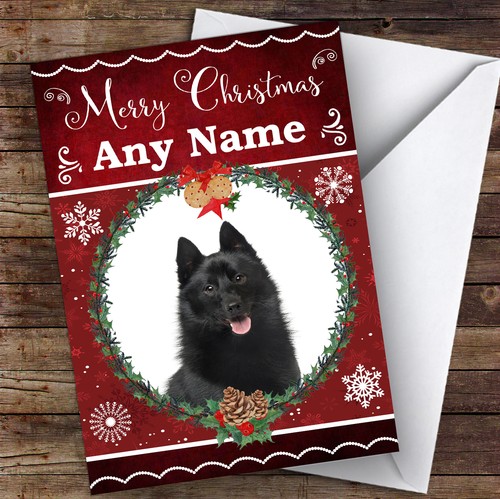 Schipperke dog traditional - schipperke,