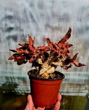 Euphorbia Francoisii var