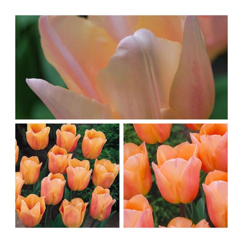 Apricot beauty tulip - beauty, x