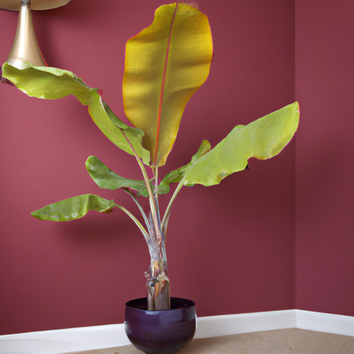 Dwarf velvet pink banana - dwarf,