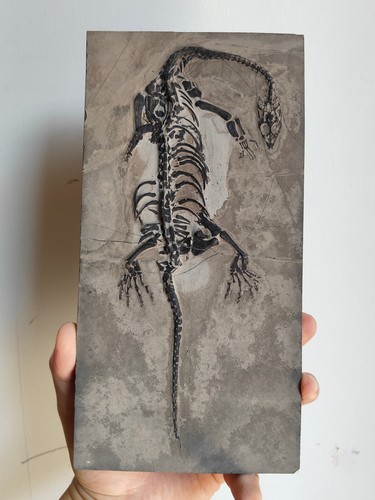 Keichousaurus skeleton fossil - skeleton,