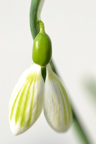 Galanthus andreas fault - andreas,