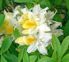Rhododendron White Melody in 9cm pot deciduous azalea