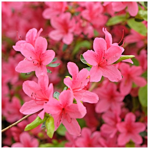 Rhododendron madame van hecke - rhododendron,