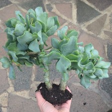 Crassula Ripple Jade Succulent Arborescens Undulatifolia Plant Rooted Large 27cm