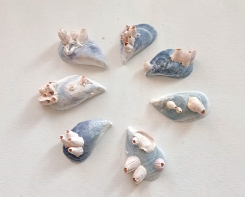 Barnacles mussel sea shell - sea,