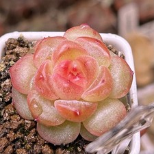 Exact Plant, Echeveria Sugar