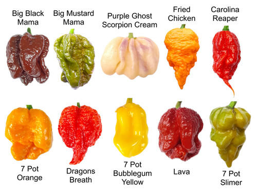 Worlds hottest chilli - chilli,